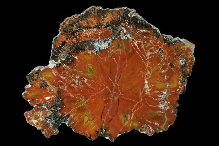 Colorful, Polished Petrified Wood Round - Arizona #162887